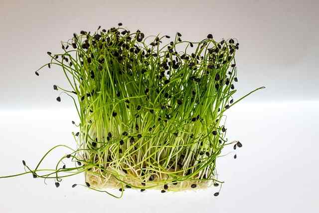 How To Grow Watercress