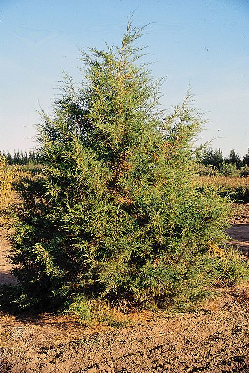 Western Red Cedar