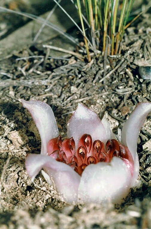 Western Underground Orchid (Rhizanthella gardneri)