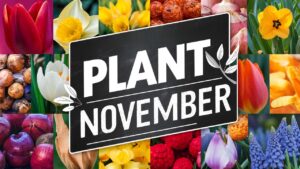 What Bulbs To Plant In November