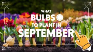 What Bulbs To Plant In September