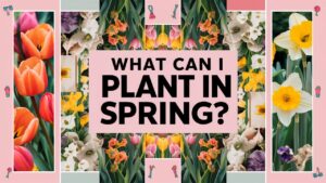 What Can I Plant In Spring