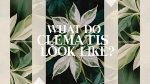 What Do Clematis Leaves Look Like?