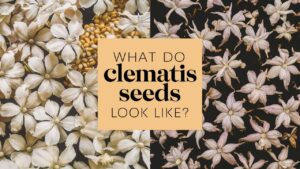What Do Clematis Seeds Look Like?