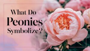What Do Peonies Symbolize?