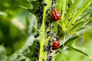What Eats Aphids