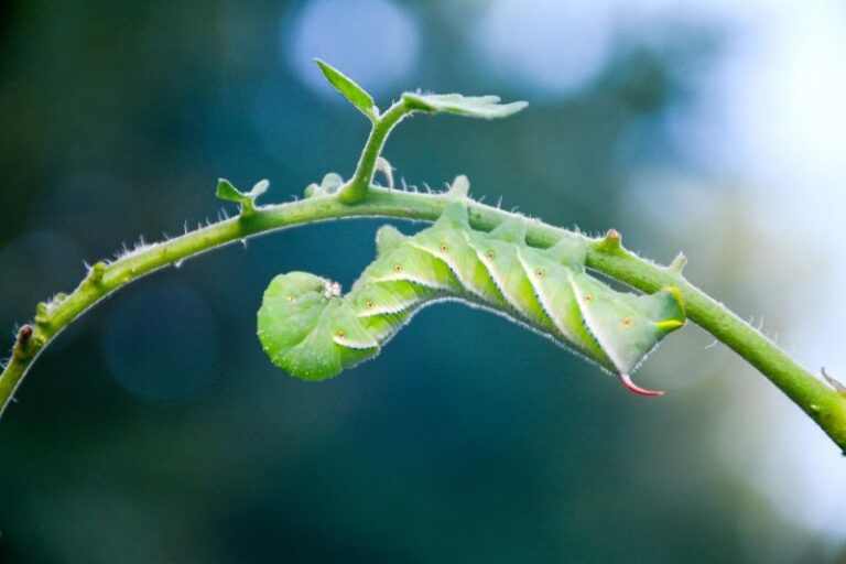 What Eats Hornworms Hornworm Predators Garden Gear Shop