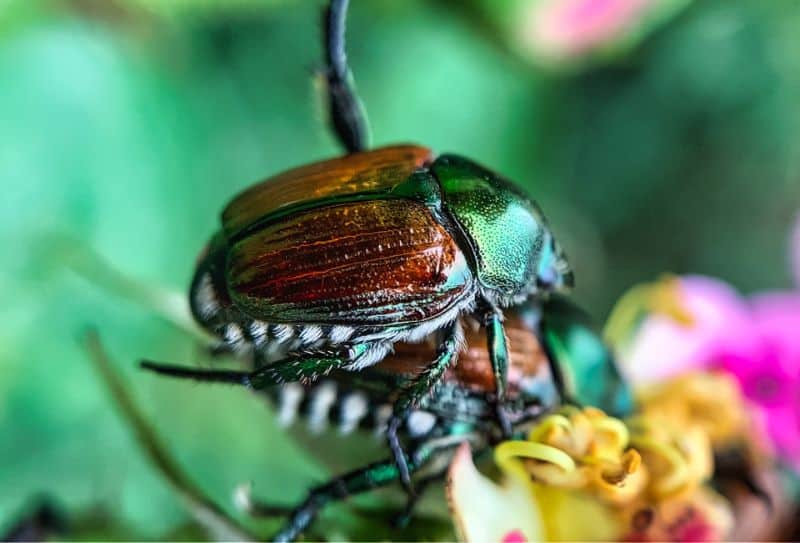 What Eats Japanese Beetles