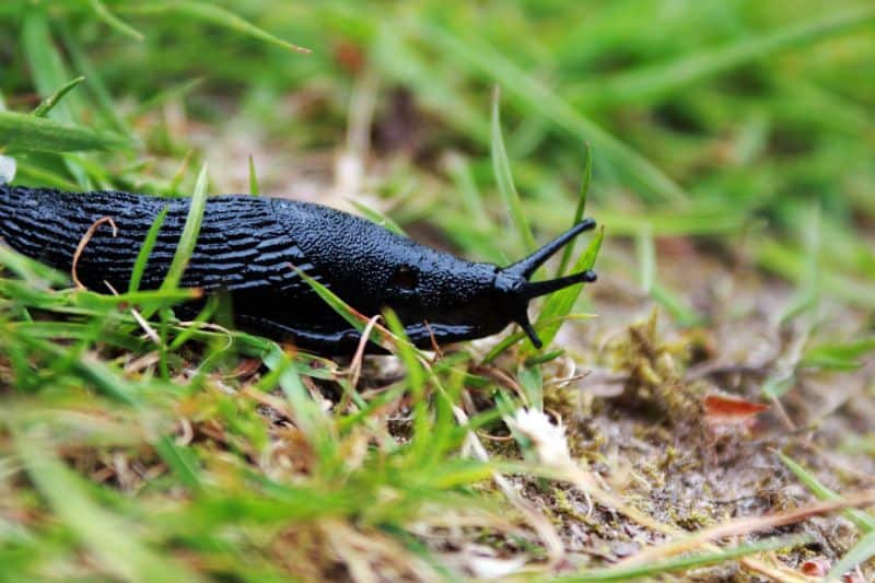 What Eats Slugs – Natural Slug Predators