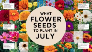 What Flower Seeds To Plant In July