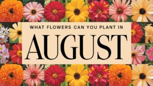 What Flowers Can You Plant In August