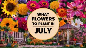 What Flowers To Plant In July