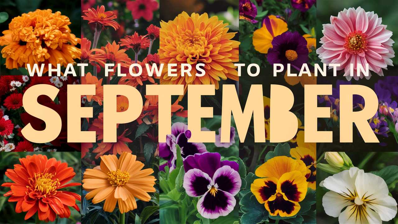 What Flowers To Plant In September