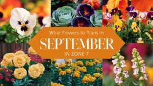 What Flowers To Plant In September In Zone 7