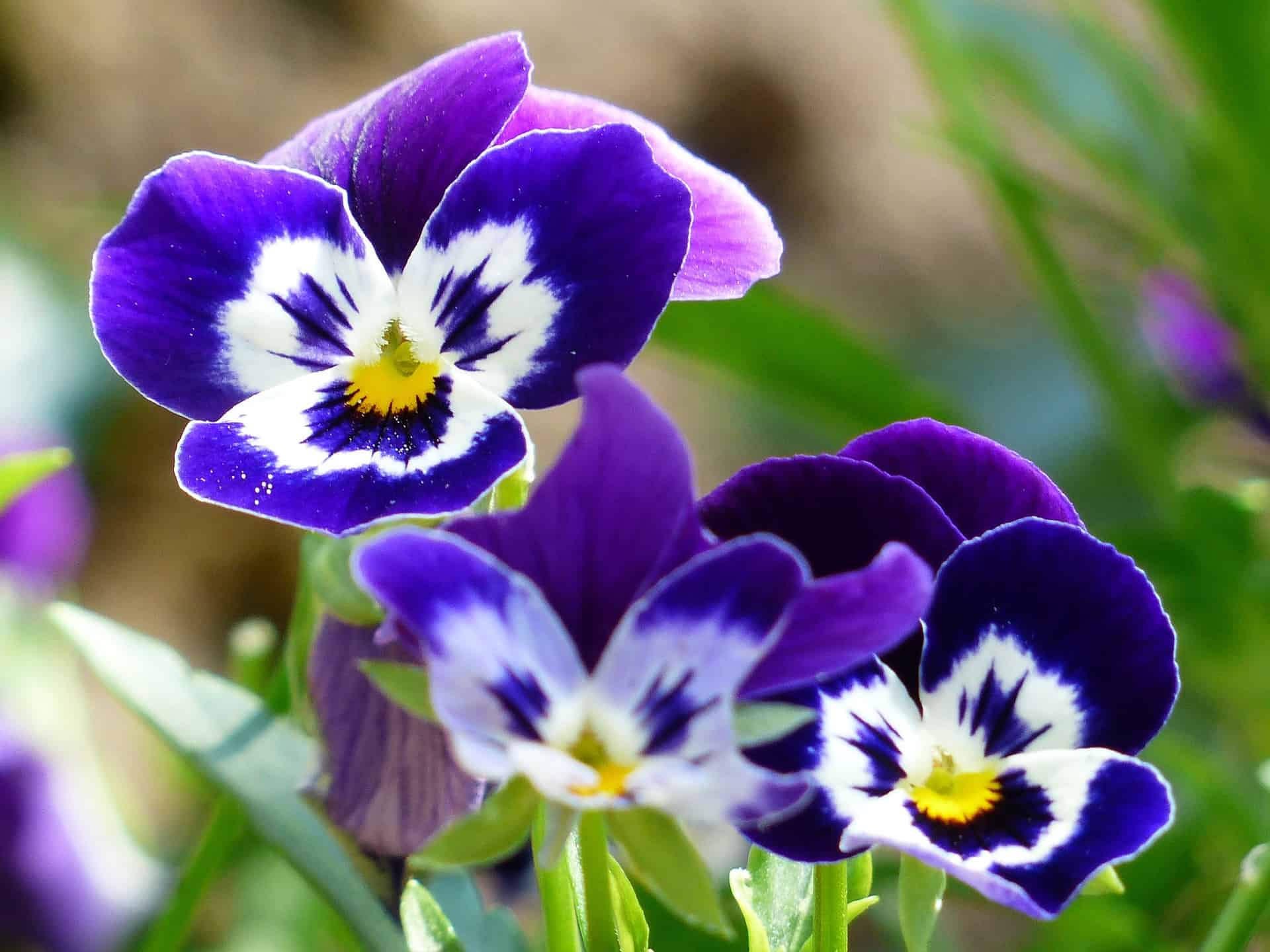 What Flowers To Plant In September Garden Gear Shop