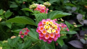 What Flowers to Plant in August