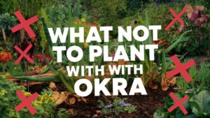 What Not To Plant With Okra