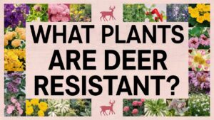 What Plants Are Deer Resistant