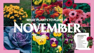 What Plants To Plant In November