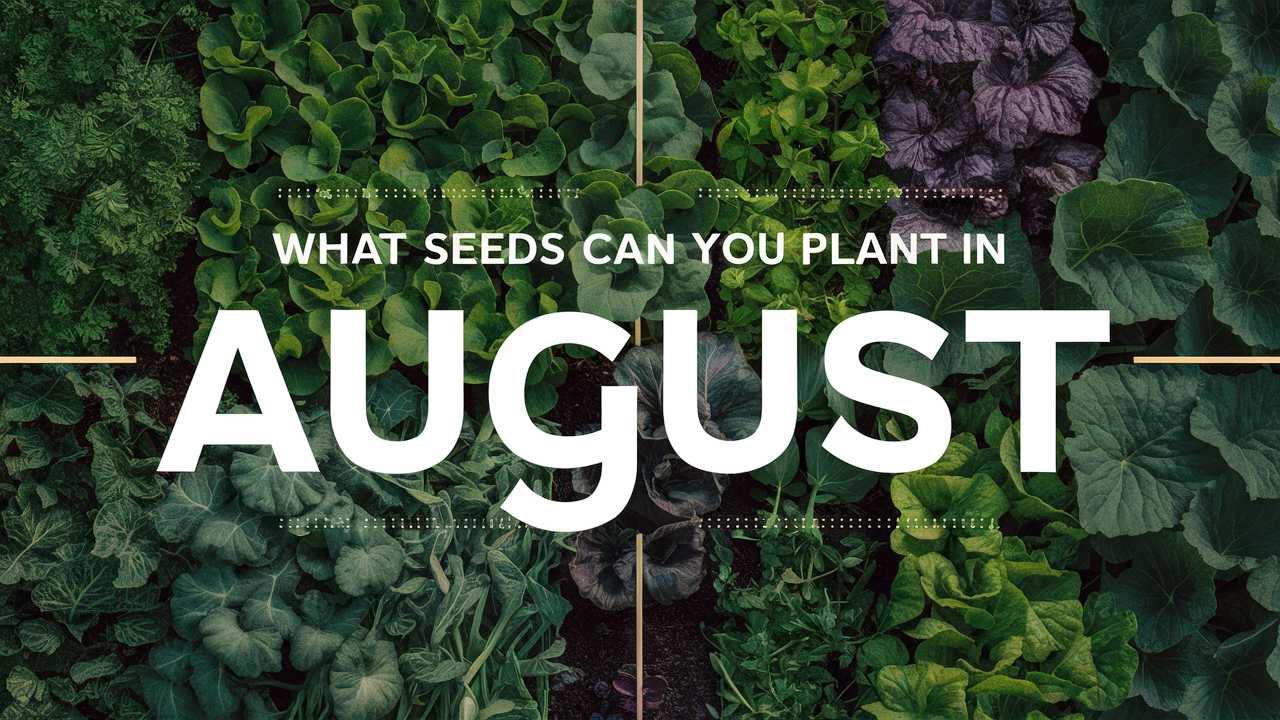 What Seeds Can You Plant In August