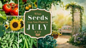 What Seeds Can You Plant In July