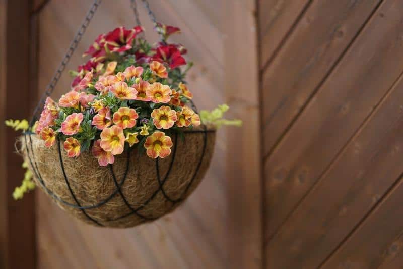What Temperature is Too Cold for Hanging Baskets