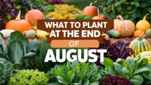 What To Plant At The End Of August