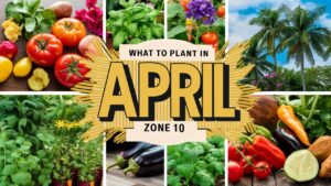 What To Plant In April Zone 10