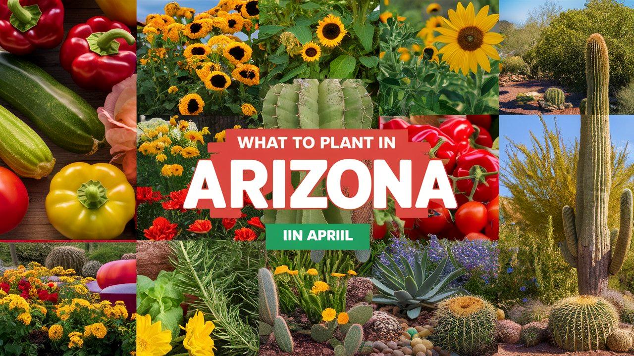 What To Plant In Arizona In April