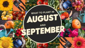 What To Plant In August And September