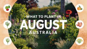 What To Plant In August in Australia