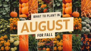 What To Plant In August For Fall