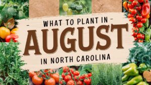 What To Plant In August In North Carolina