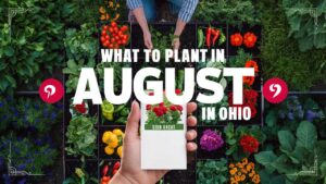What To Plant In August In Ohio