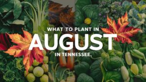 What To Plant In August In Tennessee