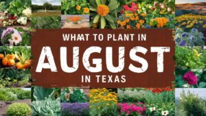 What To Plant In August In Texas