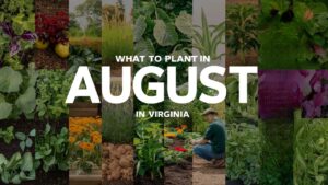 What To Plant In August In Virginia