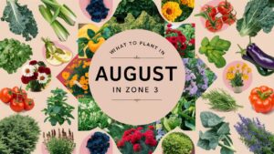What To Plant In August In Zone 3