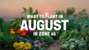 What To Plant In August In Zone 6b