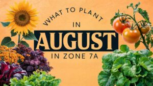 What To Plant In August In Zone 7a