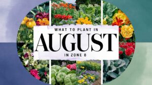 What To Plant In August In Zone 8