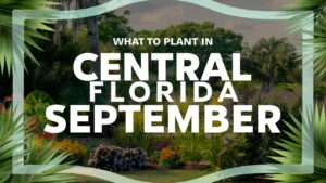 What To Plant In Central Florida In September