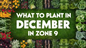 What To Plant In December In Zone 9