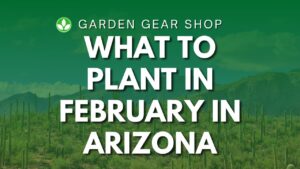 What To Plant In February In Arizona