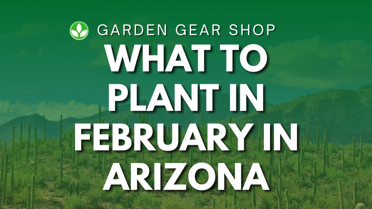 What To Plant In February In Arizona