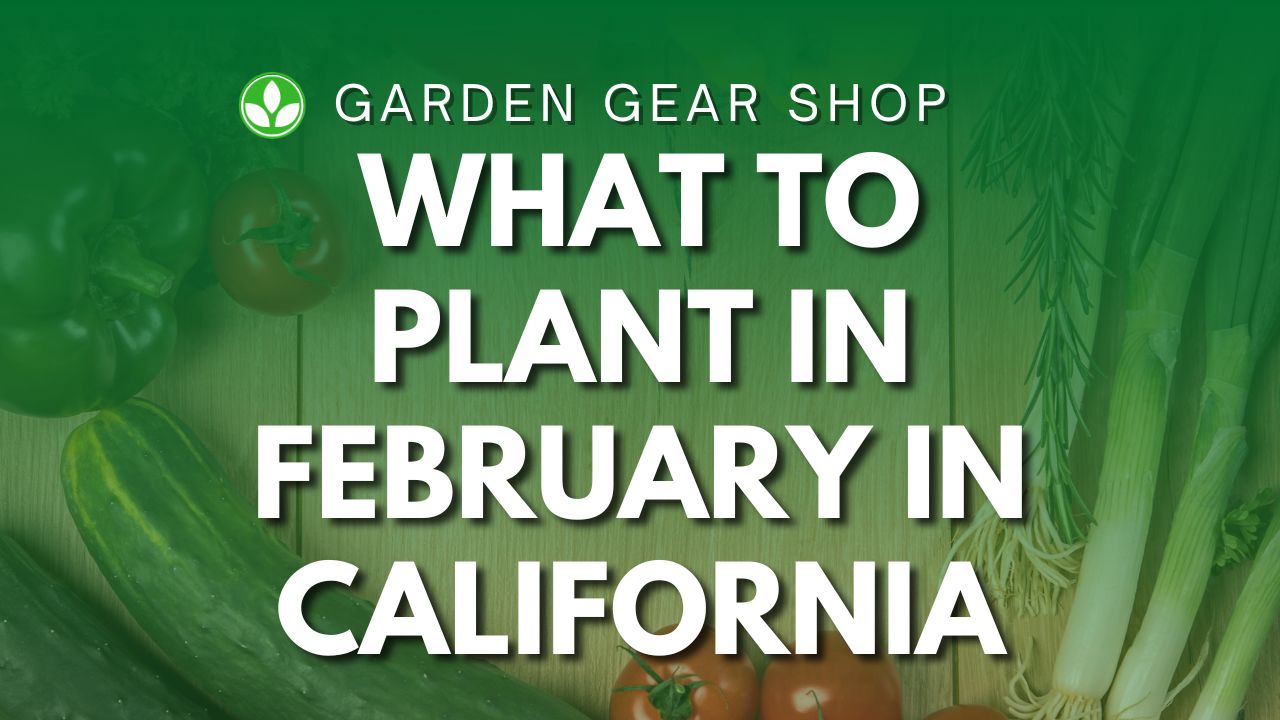 What To Plant In February In California