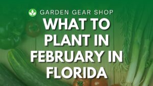 What To Plant In February In Florida