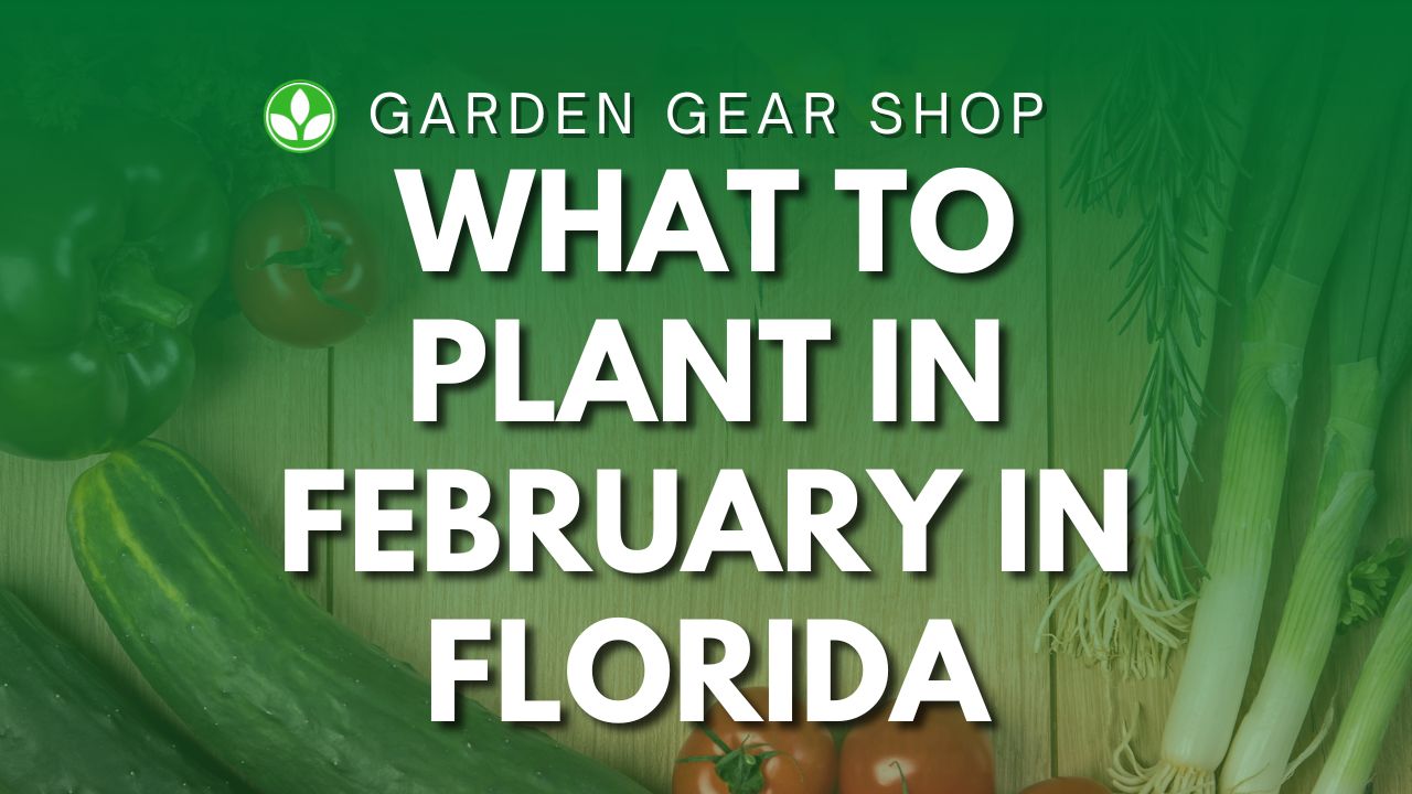 What To Plant In February In Florida