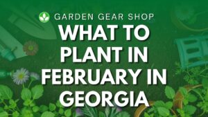 What To Plant In February In Georgia