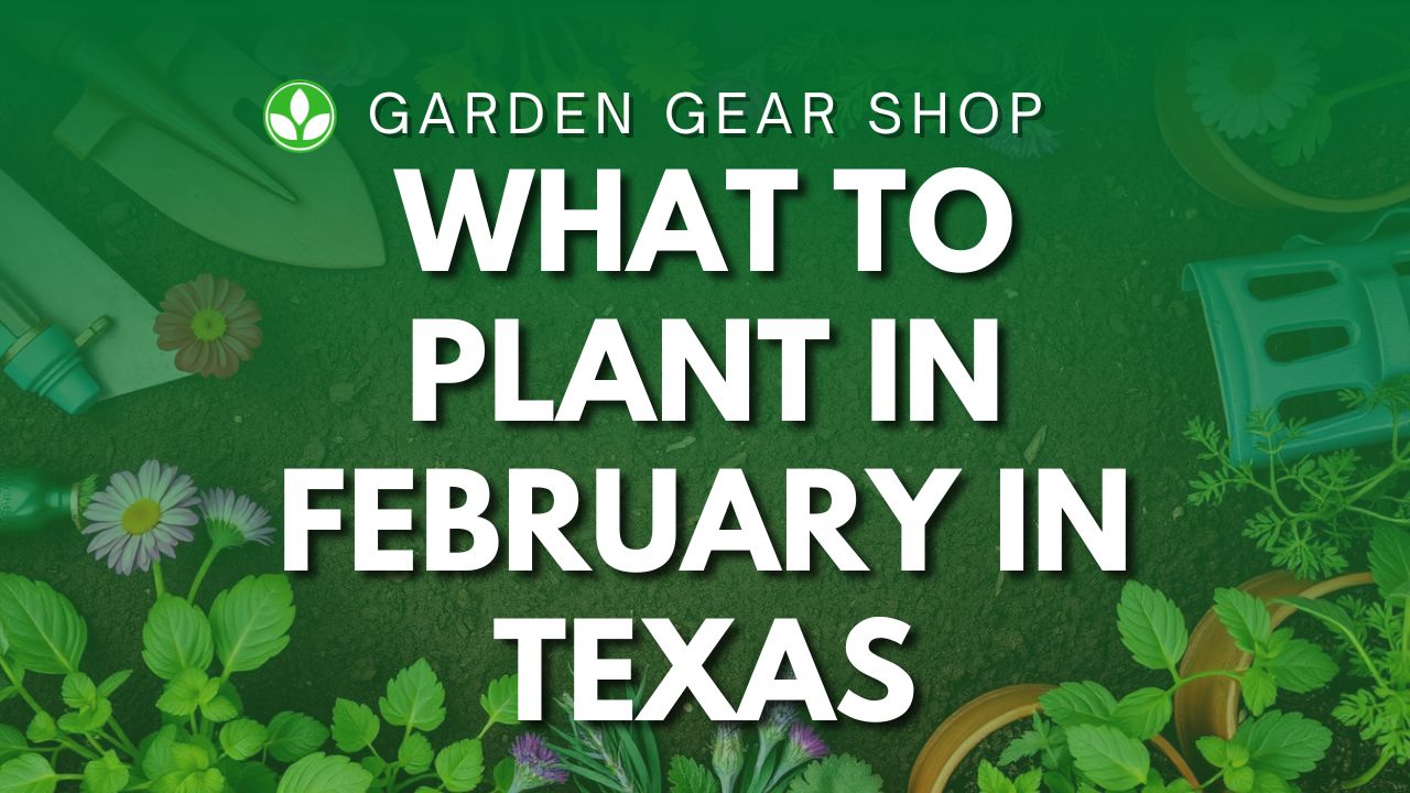 What To Plant In February In Texas